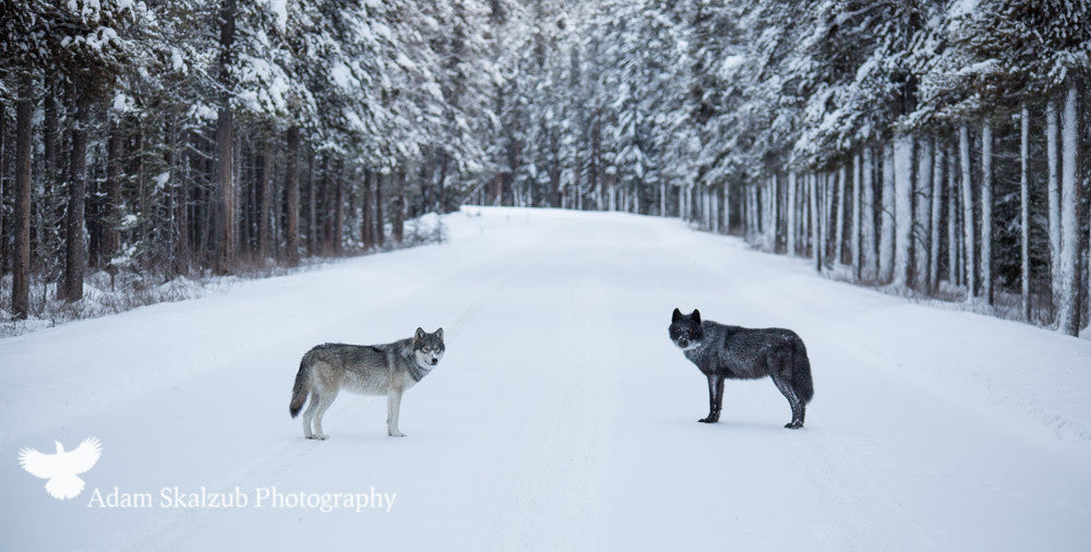 Crossroads - Adam Skalzub Photography