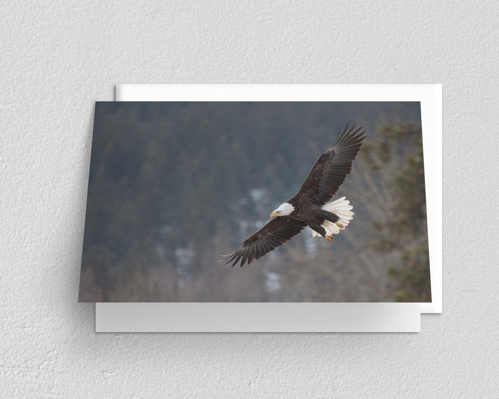 Bald Eagle