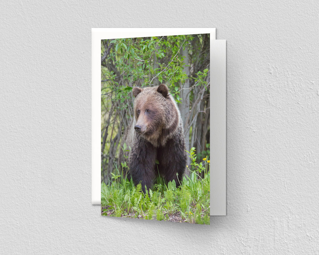 Grizzly