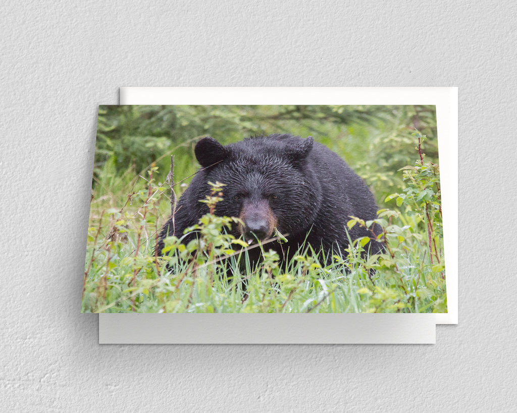 Black Bear