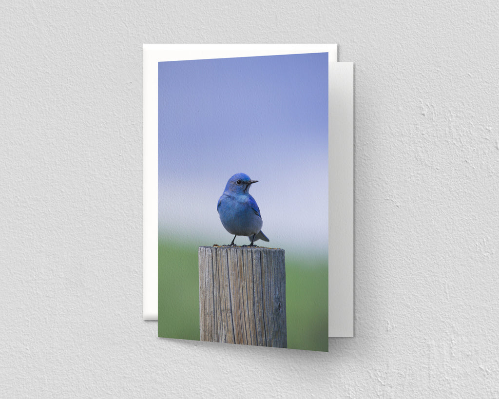 Mountain Blue Bird
