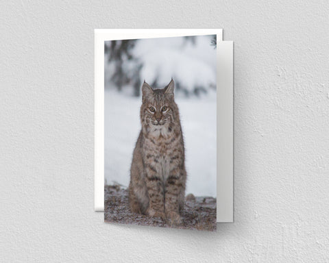 Bobcat