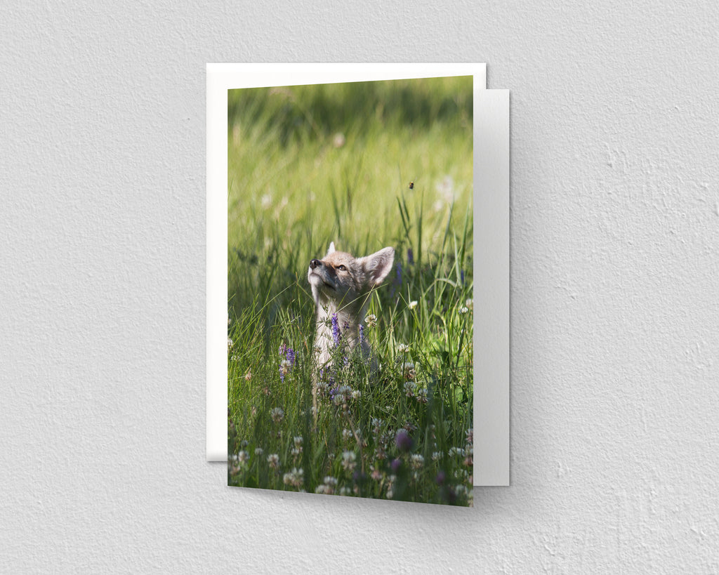 Coyote Pup