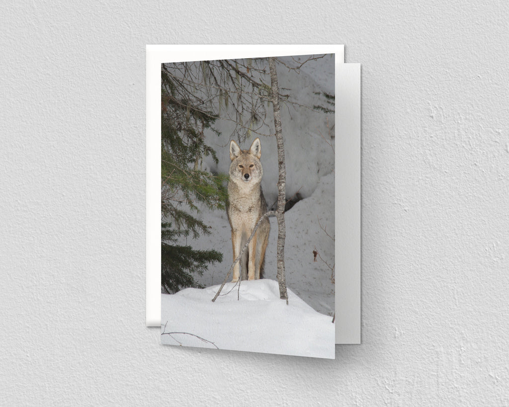 Coyote