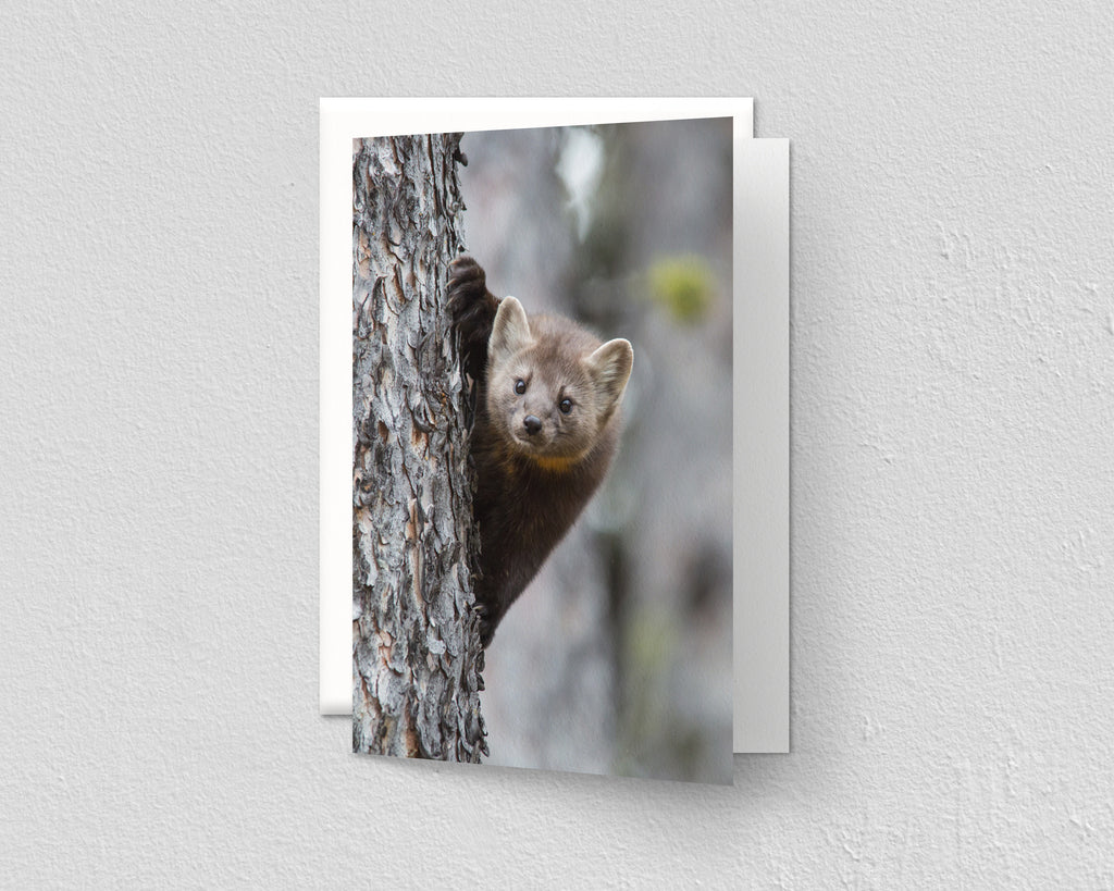 Pine Marten Peeking