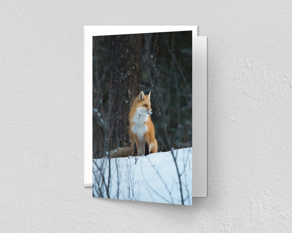 Fox