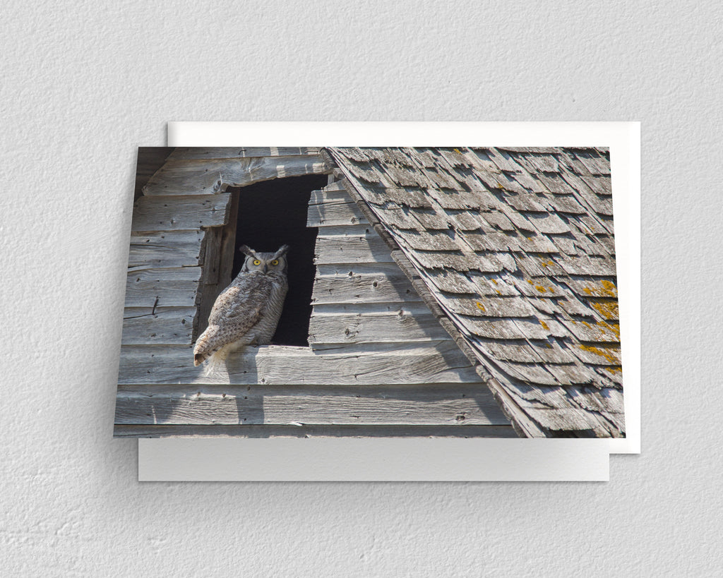 Great Horned Owl
