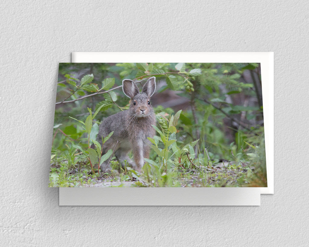 Hare