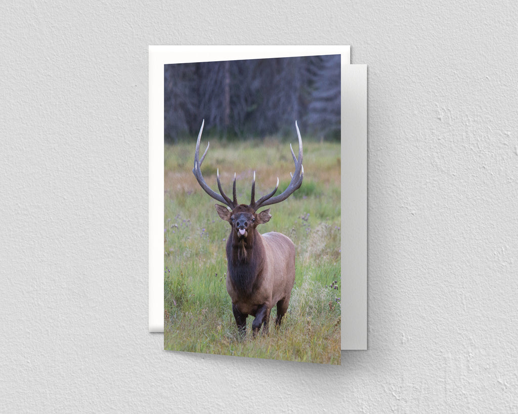 Elk Bugling