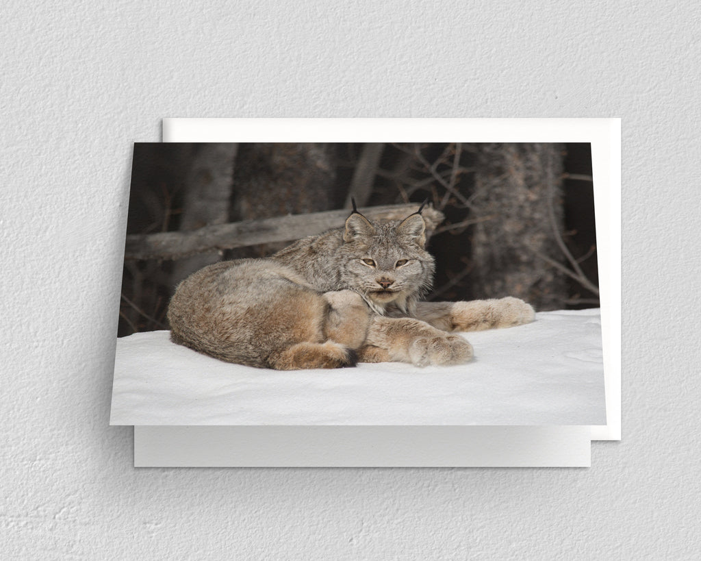 Lynx