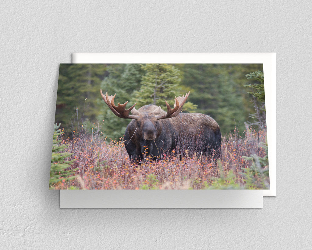 Moose