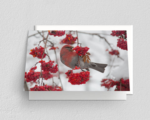 Pine Grosbeak