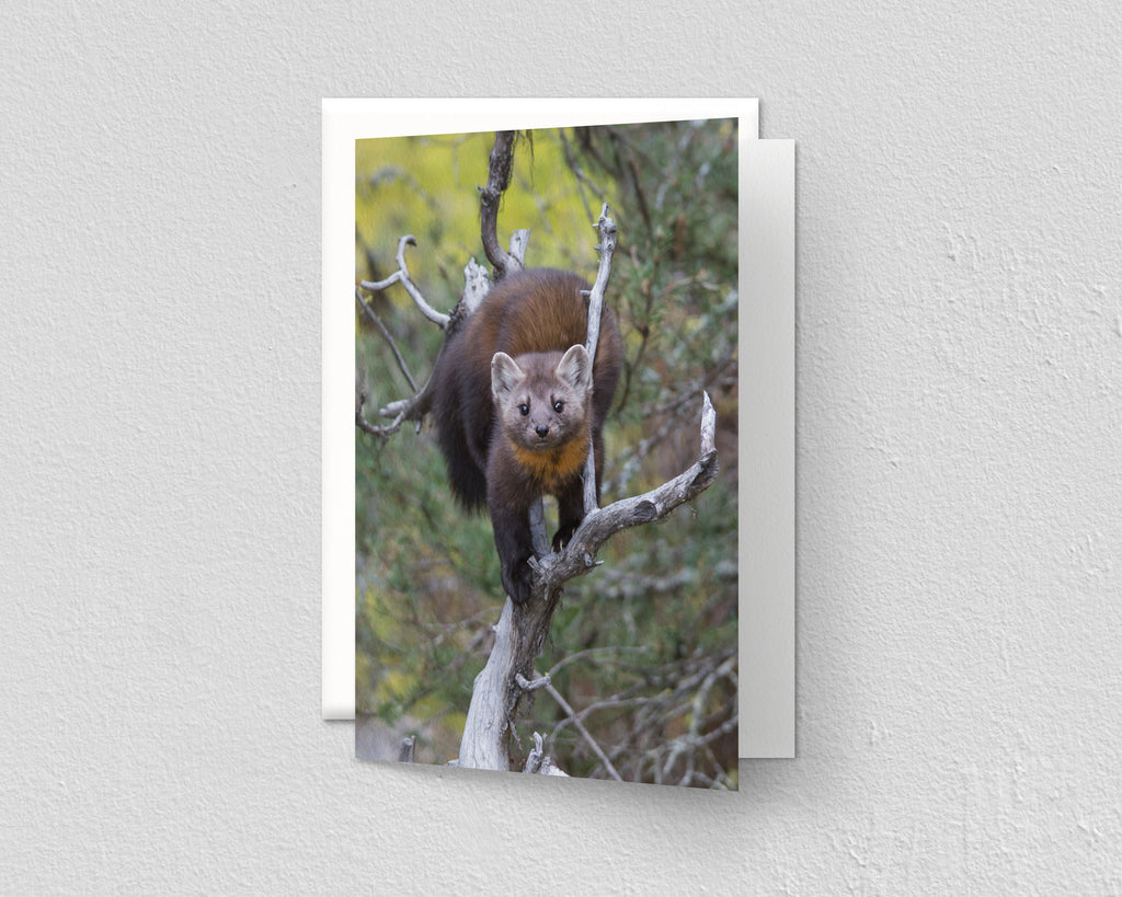 Pine Marten