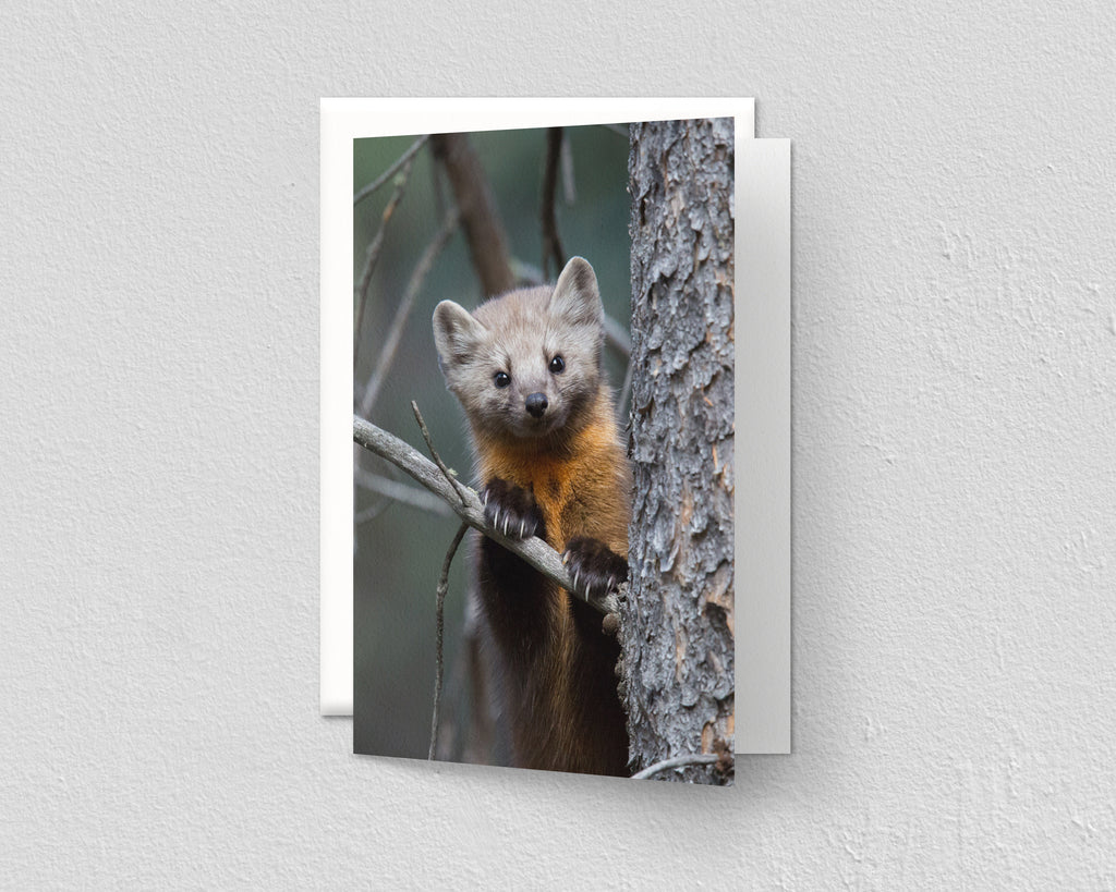 Pine Marten in Tree