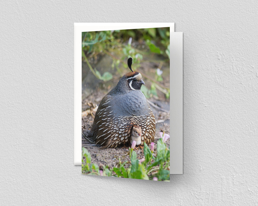 Quail