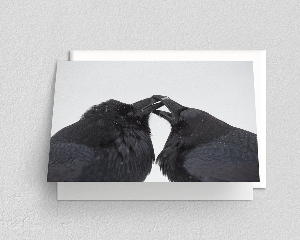 Ravens