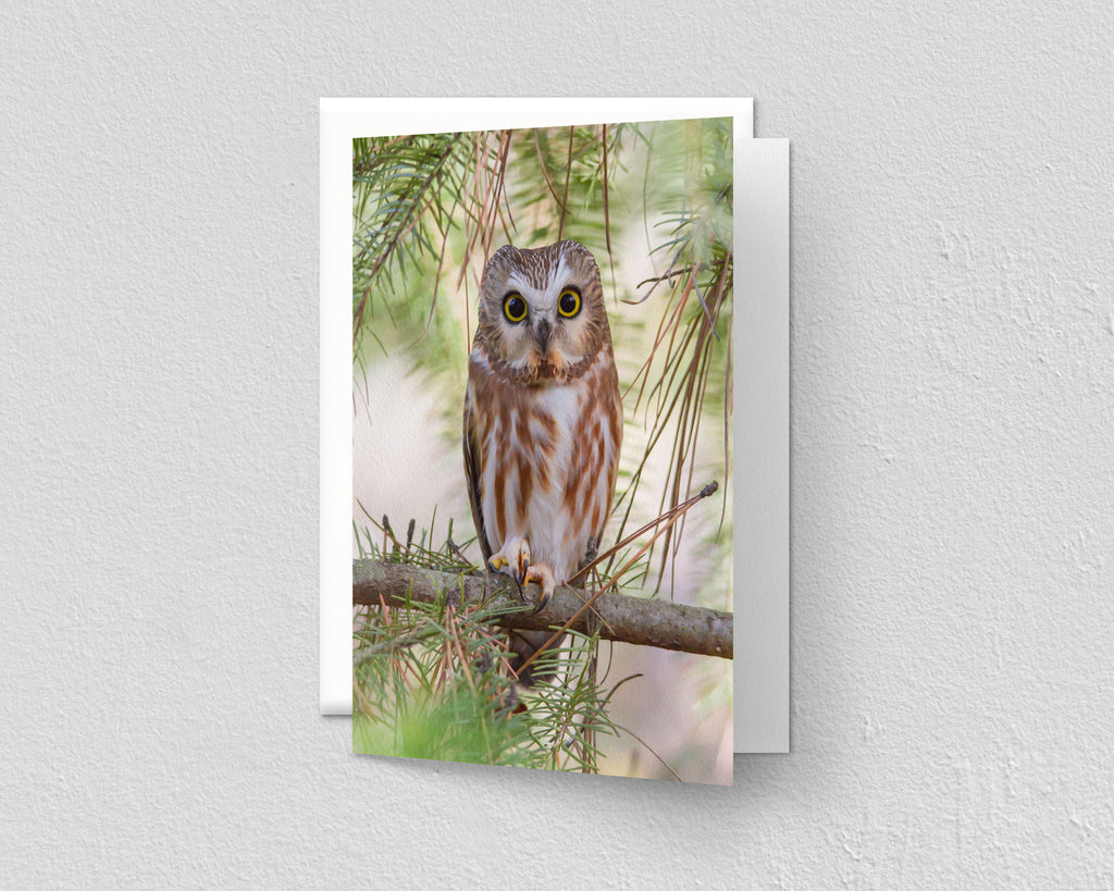 Saw-whet Owl