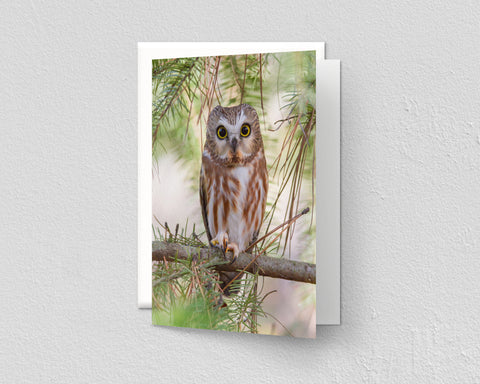 Saw-whet Owl