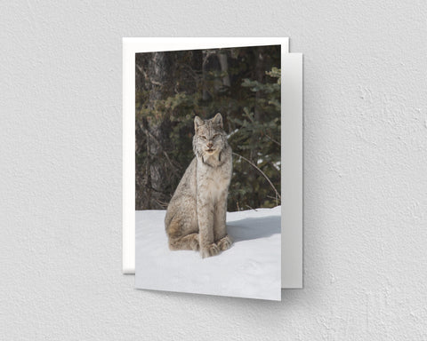 Lynx in Snow