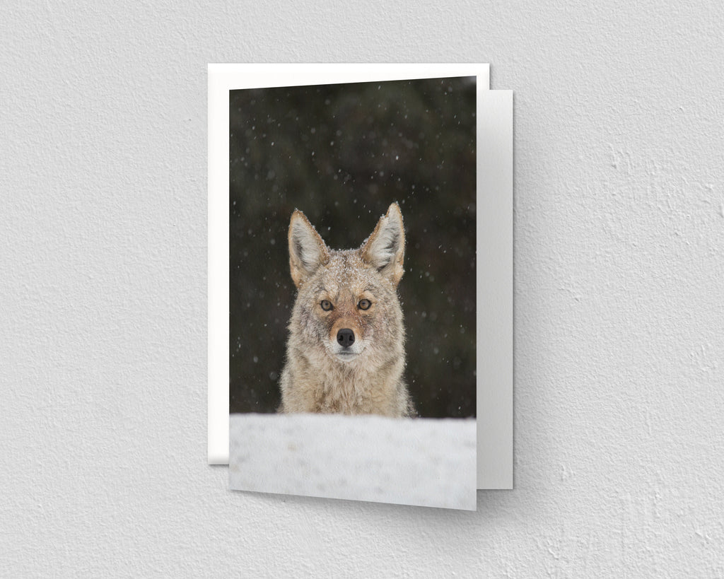 Coyote