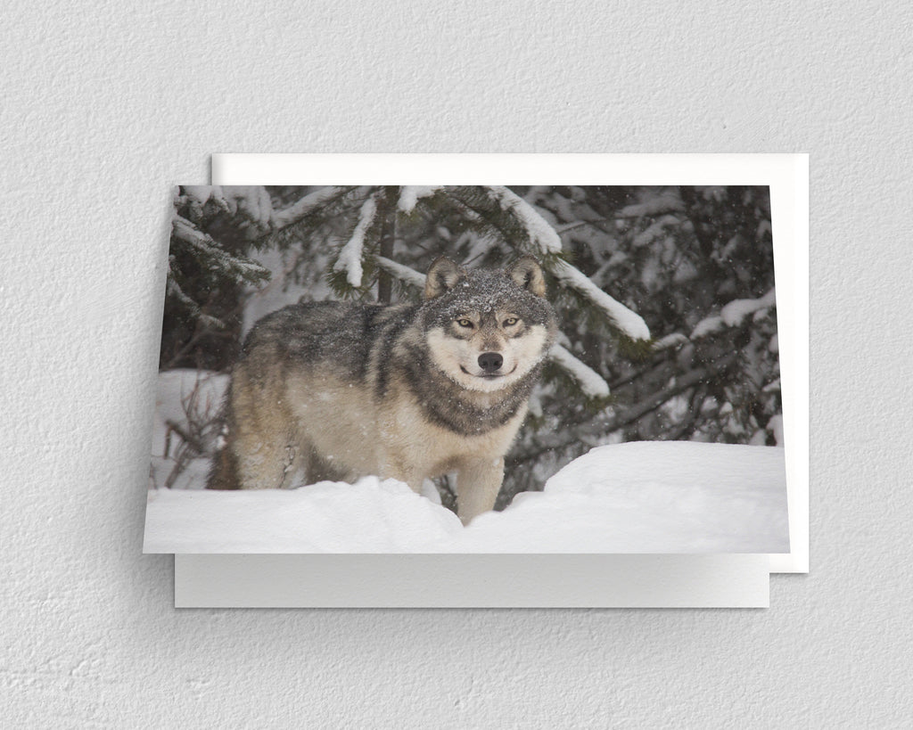 Snowy Wolf