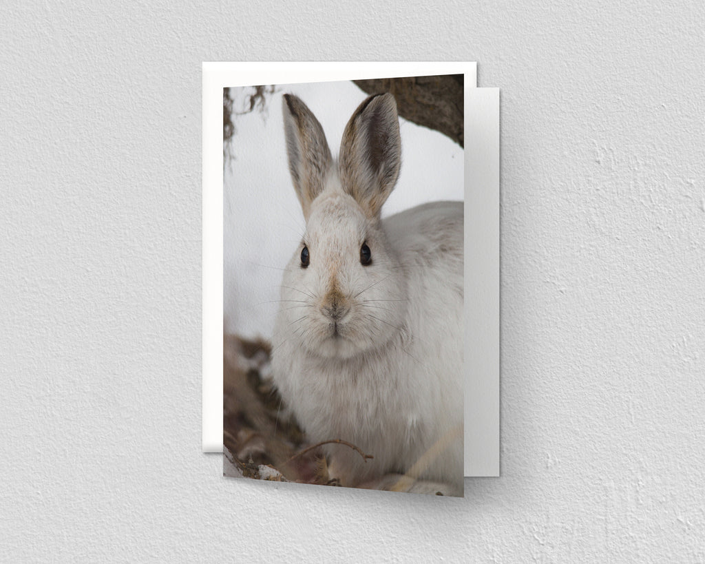 Snowshoe Hare
