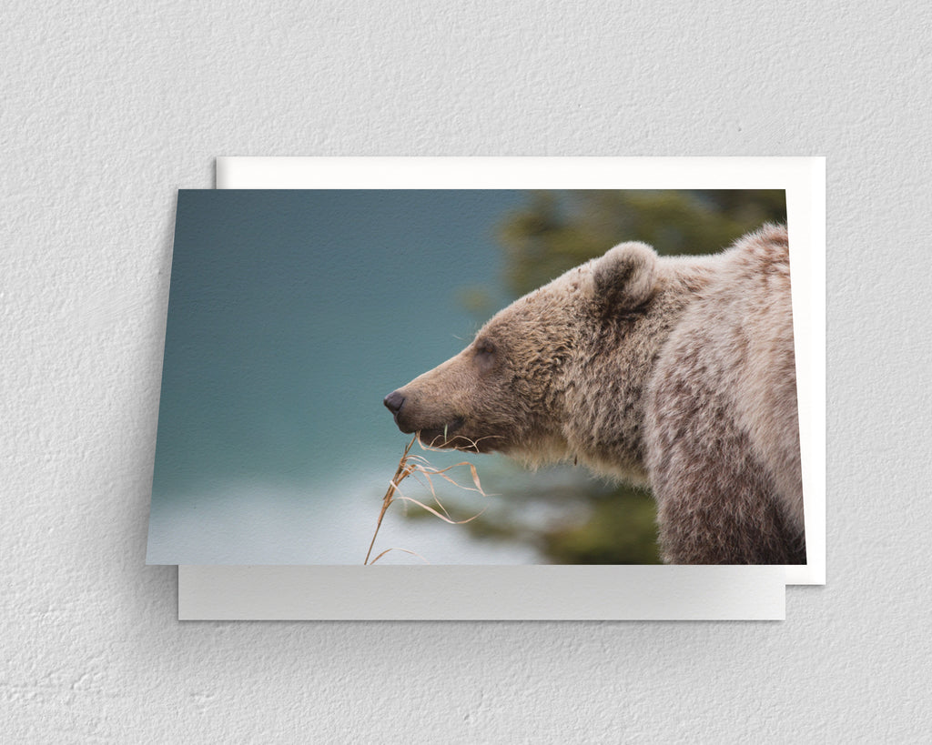 Thoughtful Grizzly