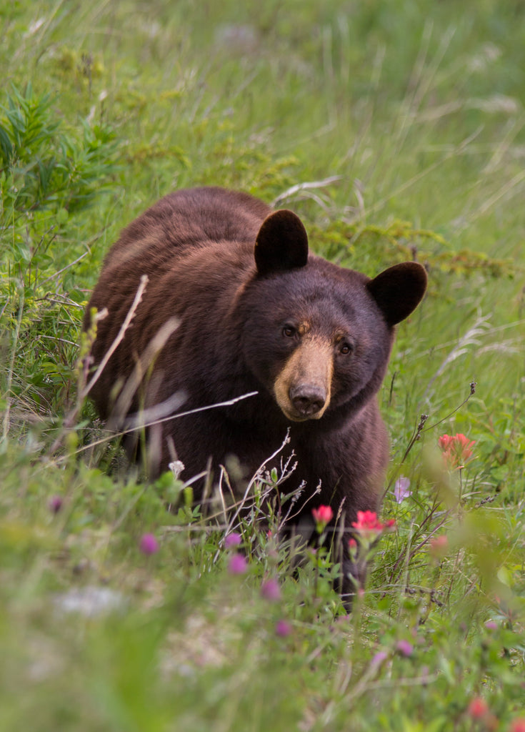 Black Bear