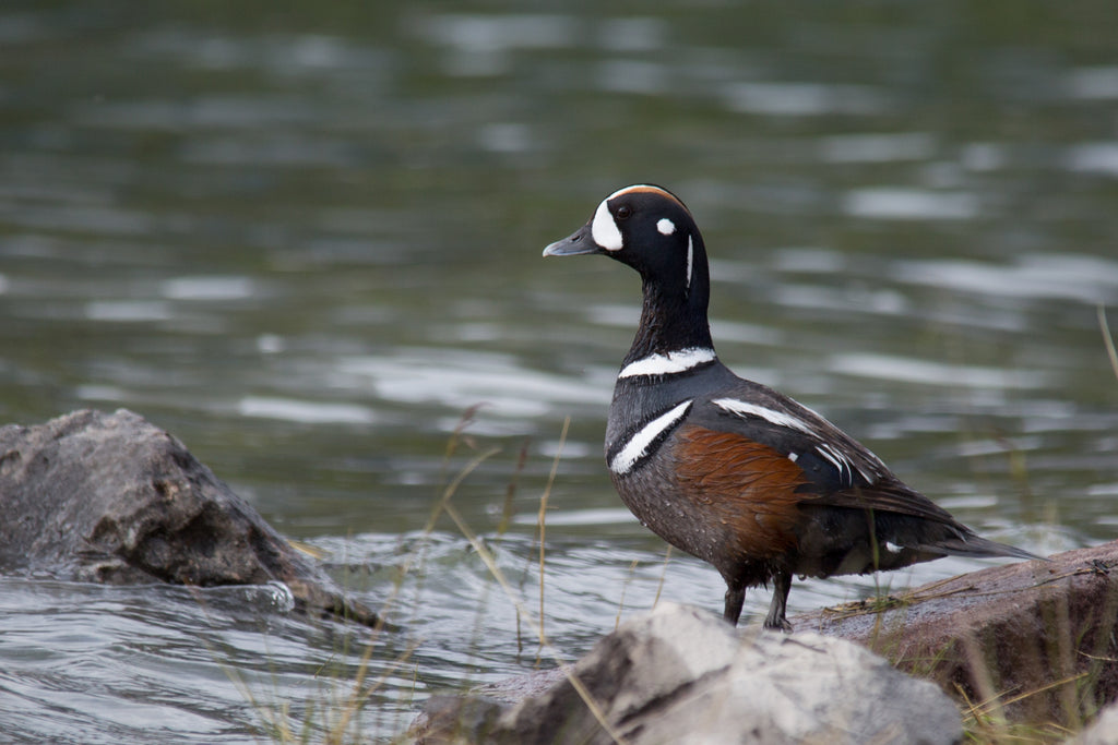 Harlequin Duck