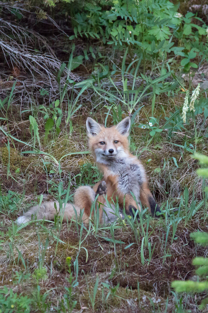 Red Fox