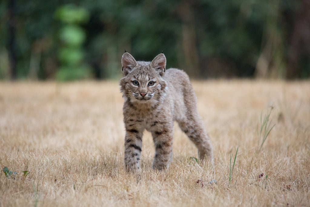Bobcat