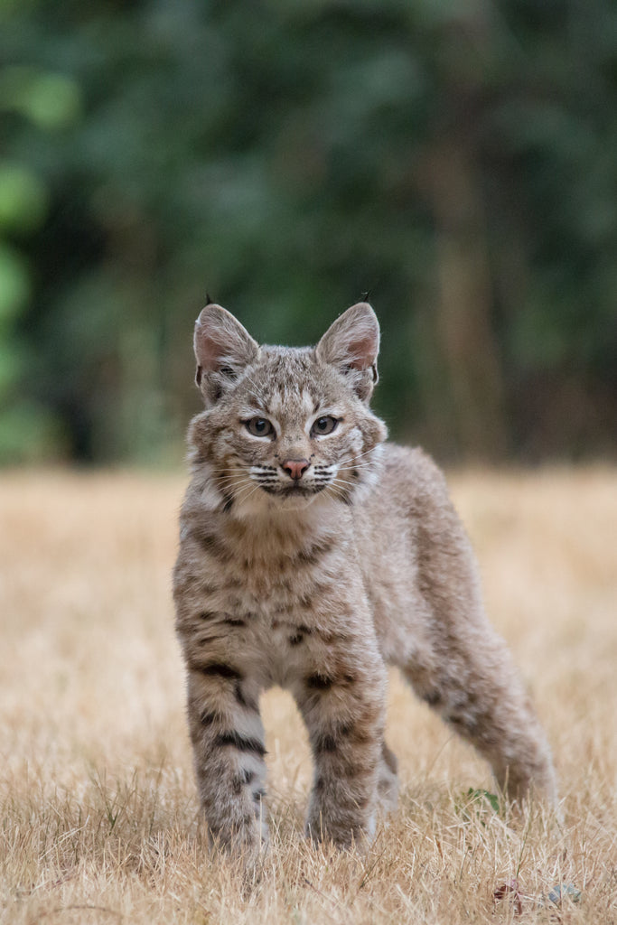 Bobcat