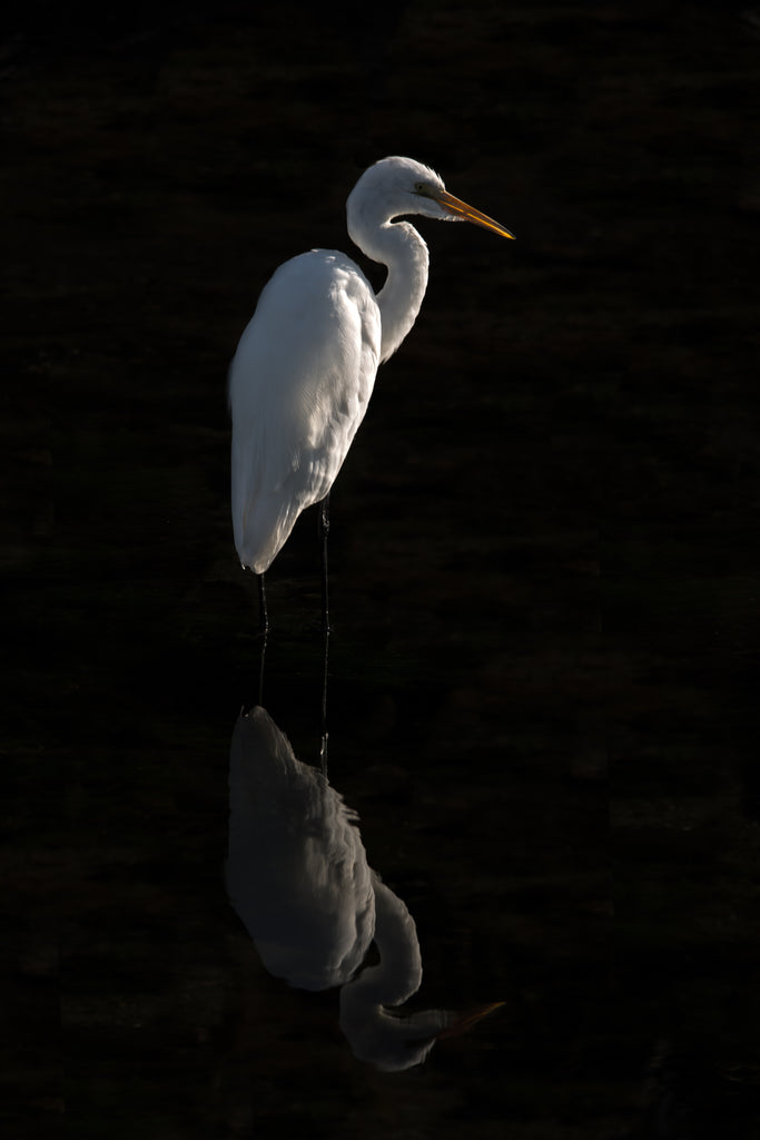 Great Egret