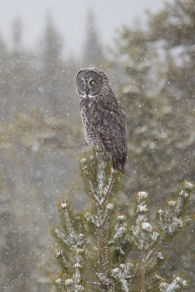 Great Grey Owl