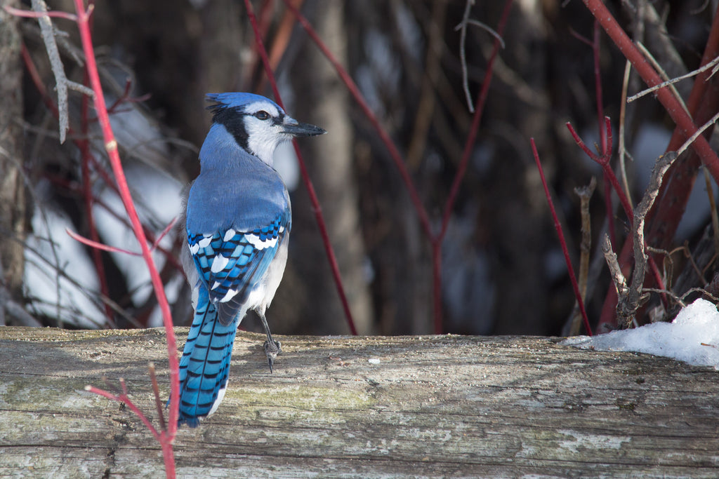 Blue Jay