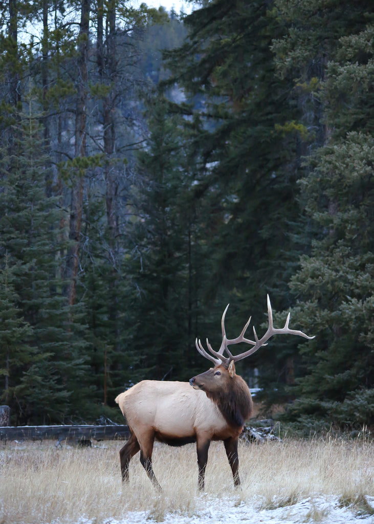 Elk