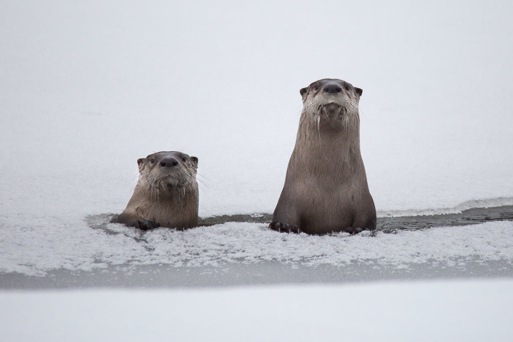 River Otters