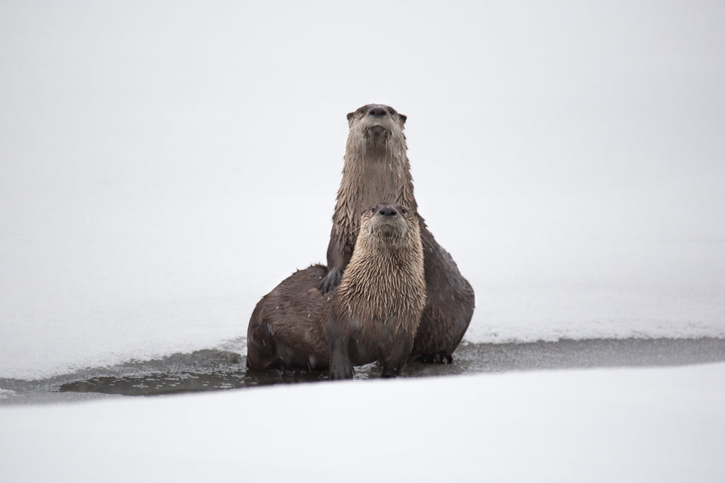 River Otters