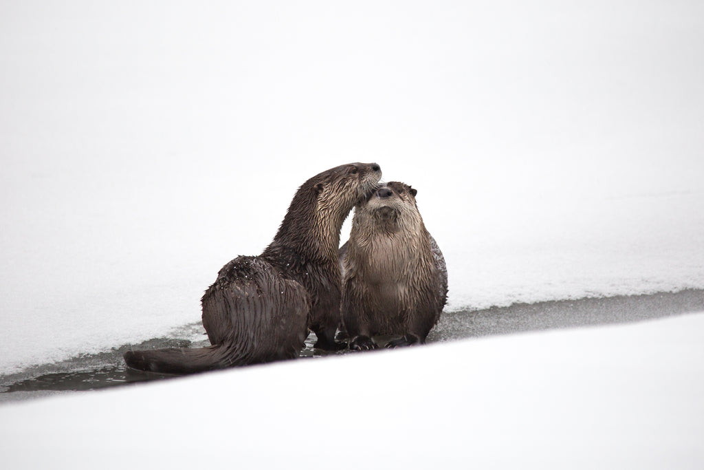 River Otters