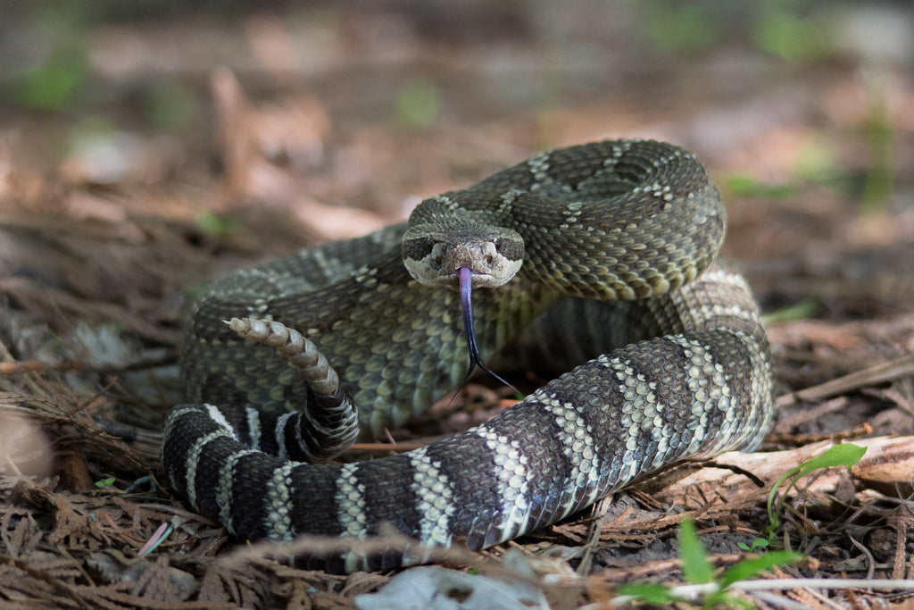 Northern Pacific Rattlesnake