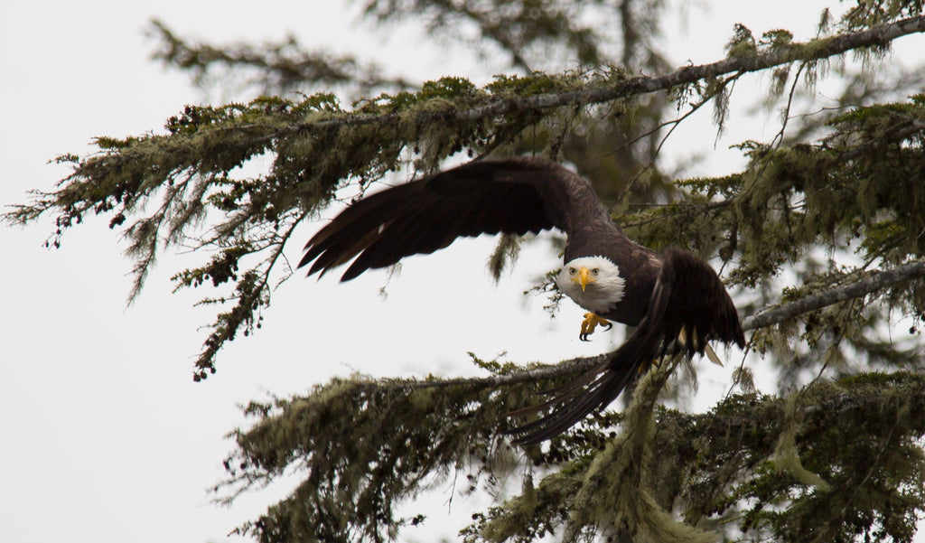 Taking flight