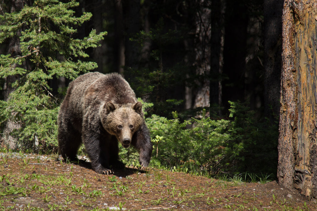 Grizzly