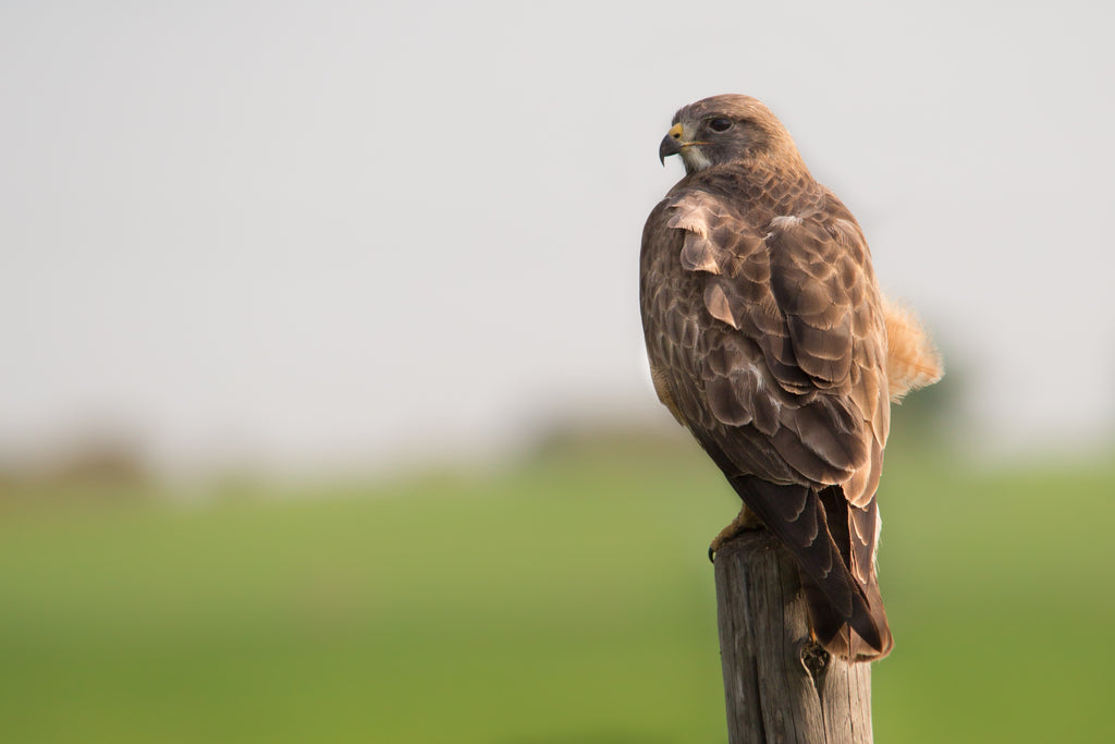 Swainson Hawk