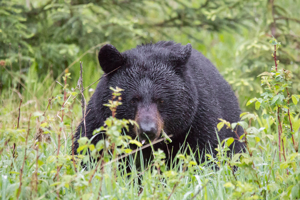 Black Bear