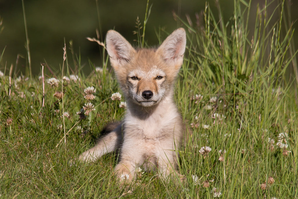 Coyote