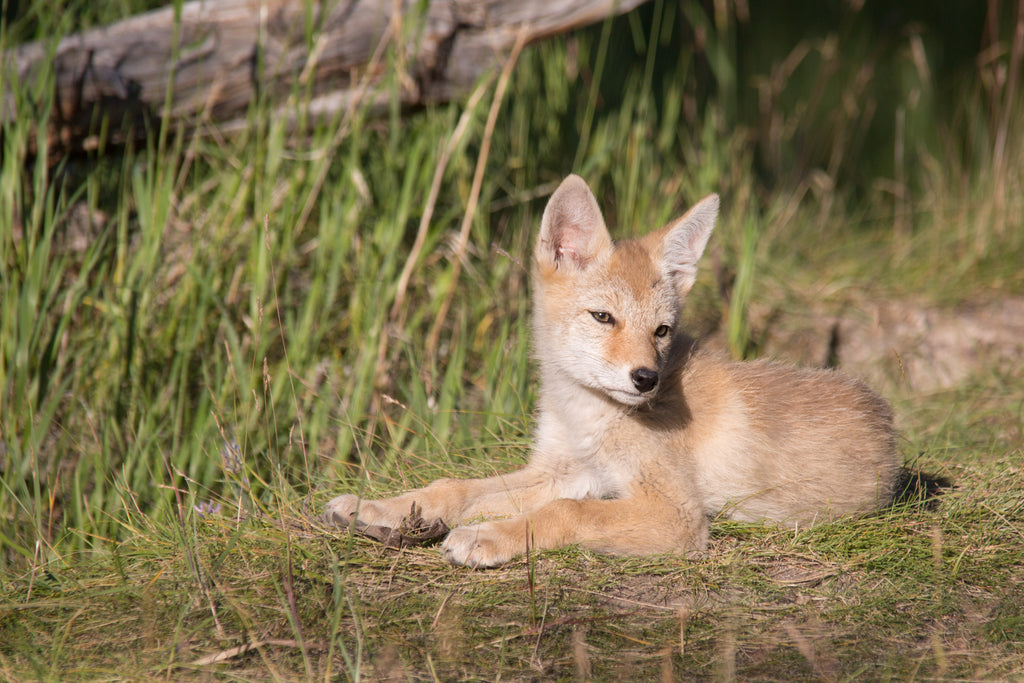 Coyote