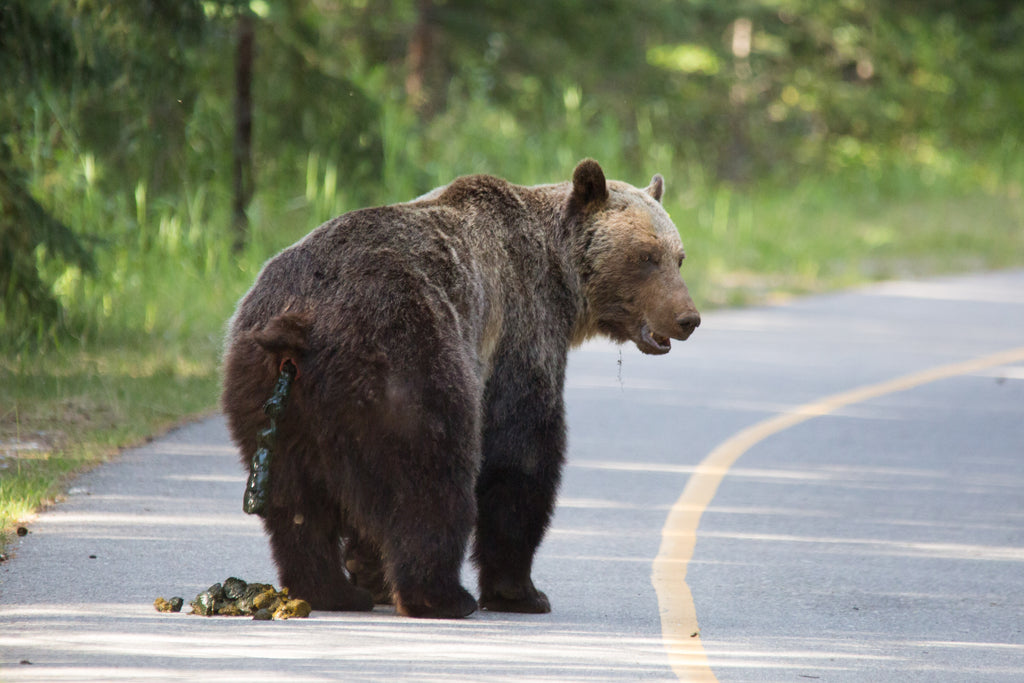 Grizzly