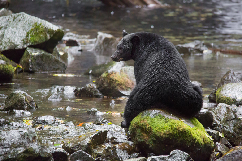 Black bear