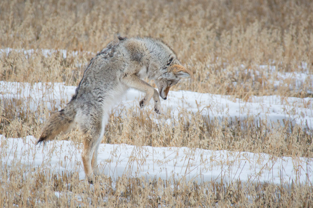 Coyote