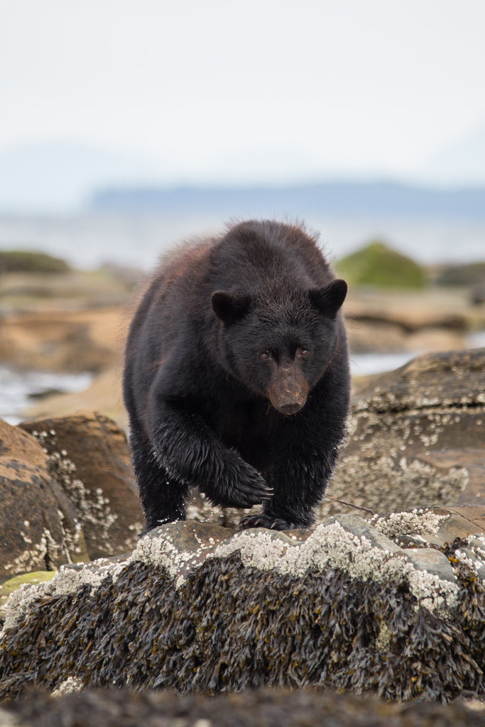 Black bear